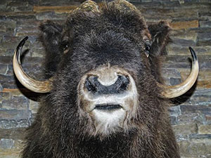signification reve bison
