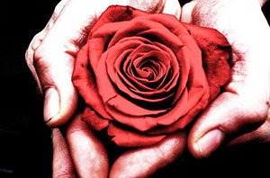 signification reve rose